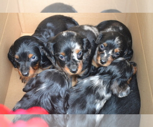 Dachshund Puppy for Sale in GREENWOOD, Wisconsin USA