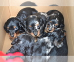 Small Dachshund