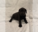 Puppy Charcoal Lab Labrador Retriever