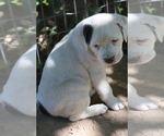 Puppy Ringer Boxweiler