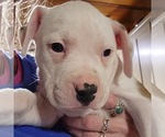 Small Photo #4 American Bully Puppy For Sale in WILLIAMSVILLE, IL, USA