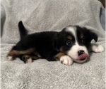 Small Photo #24 Miniature Australian Shepherd Puppy For Sale in QUINCY, CA, USA