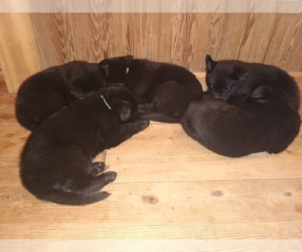Medium Photo #1 German Shepherd Dog Puppy For Sale in SCREVEN, GA, USA
