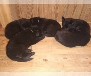 German Shepherd Dog Puppy for Sale in SCREVEN, Georgia USA