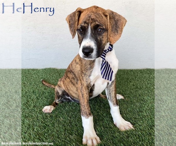 Medium Photo #1 Boxer-Plott Hound Mix Puppy For Sale in San Diego, CA, USA