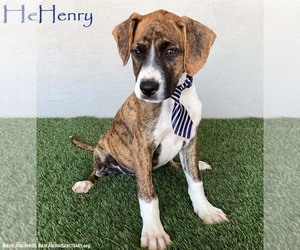 Boxer-Plott Hound Mix Dogs for adoption in San Diego, CA, USA