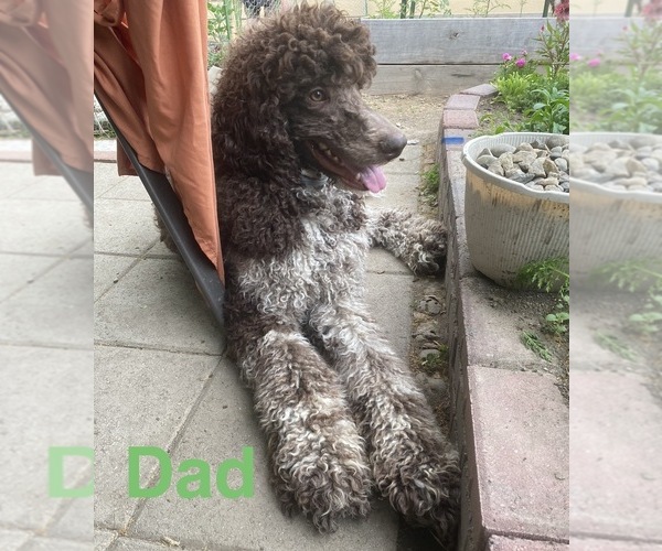 Medium Photo #1 Aussiedoodle Puppy For Sale in DAYTON, OH, USA