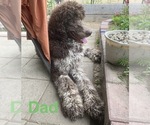Small Photo #1 Aussiedoodle Puppy For Sale in DAYTON, OH, USA
