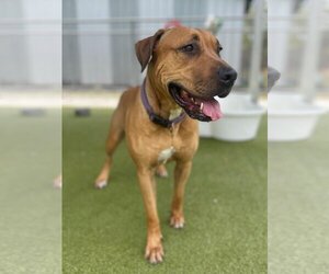 Rhodesian Ridgeback-Unknown Mix Dogs for adoption in Naples, FL, USA