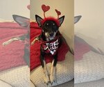 Small Photo #2 Miniature Pinscher-Unknown Mix Puppy For Sale in Oakhurst, NJ, USA