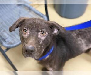Labrador Retriever-Unknown Mix Dogs for adoption in Chula Vista, CA, USA