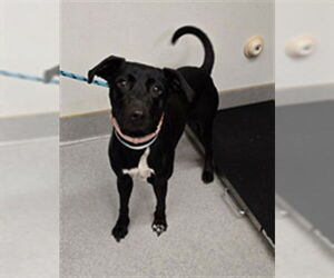Labrador Retriever-Unknown Mix Dogs for adoption in Rancho Cucamonga, CA, USA