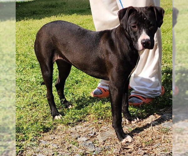 Medium Photo #8 Bulldog-Unknown Mix Puppy For Sale in Wetumpka, AL, USA