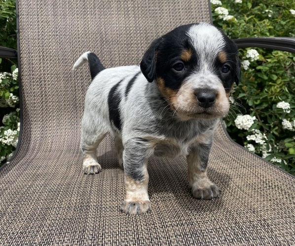 Medium Photo #6 Australian Cattle Dog Puppy For Sale in RICHMOND, MI, USA