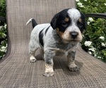 Small #5 Australian Cattle Dog