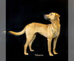 Small #2 Mutt
