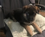 Small Photo #2 German Shepherd Dog Puppy For Sale in DRUMMONDS, TN, USA