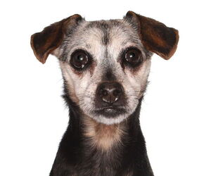 Chihuahua Dogs for adoption in Oakland Park, FL, USA