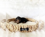 Small #7 Dachshund