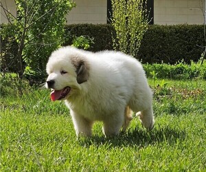 Medium Great Pyrenees