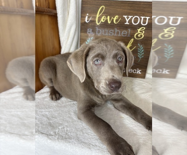 Medium Photo #2 Labrador Retriever Puppy For Sale in GREENFIELD, IN, USA