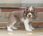 Small Photo #5 Cocker Spaniel Puppy For Sale in FREDERICKSBG, OH, USA
