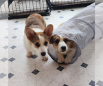 Small Photo #2 Pembroke Welsh Corgi Puppy For Sale in SURFSIDE, SC, USA