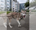 Small #2 Siberian Husky Mix