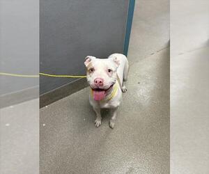 American Pit Bull Terrier-Huskies  Mix Dogs for adoption in Las Vegas, NV, USA