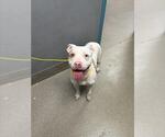 Small American Pit Bull Terrier-Huskies  Mix