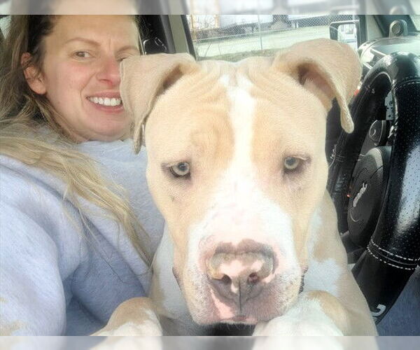 Medium Photo #2 Mutt Puppy For Sale in Louisville, KY, USA