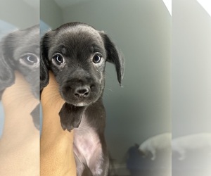 Medium Cock-A-Poo-Jack Russell Terrier Mix