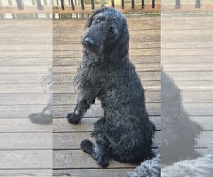 Medium Labradoodle