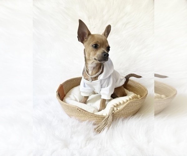 Medium Photo #8 Chihuahua Puppy For Sale in SACRAMENTO, CA, USA
