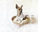 Small #7 Chihuahua