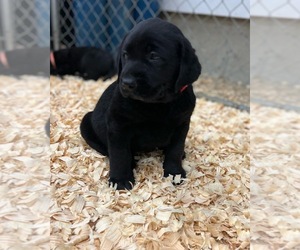 Labrador Retriever Puppy for sale in EATON, OH, USA