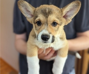 Medium Pembroke Welsh Corgi