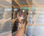Image preview for Ad Listing. Nickname: Cinnamon