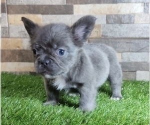 French Bulldog Puppy for sale in GLENDALE, CA, USA