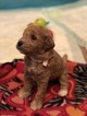 Small Photo #9 Goldendoodle Puppy For Sale in LEXINGTON, SC, USA