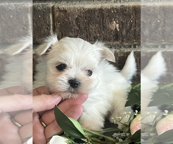 Medium Photo #1 Maltese Puppy For Sale in NILES, MI, USA