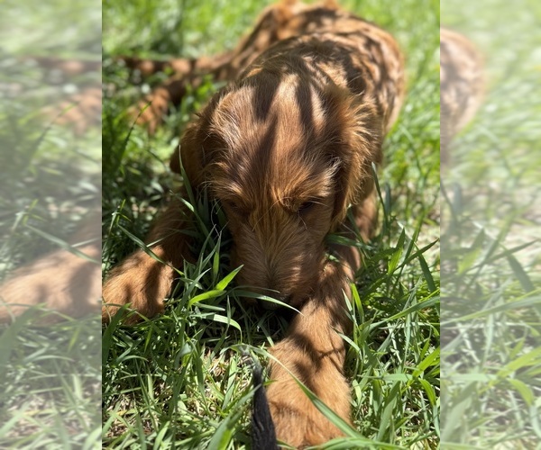 Medium Photo #3 Goldendoodle Puppy For Sale in SAINT CLOUD, MN, USA