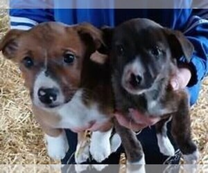 Jack Russell Terrier Puppy for Sale in NEW BALTIMORE, Michigan USA