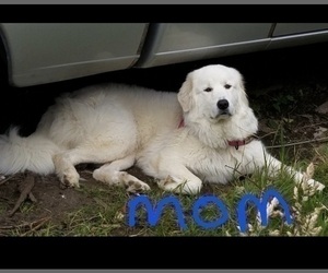 Mother of the Great Pyrenees puppies born on 11/29/2023