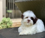 Small Photo #2 Havanese Puppy For Sale in HOUSTON, TX, USA
