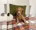 Small #2 Goldendoodle