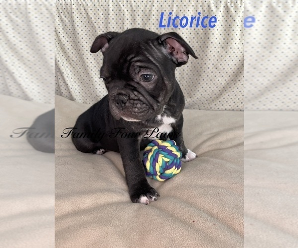 Medium Photo #4 Faux Frenchbo Bulldog Puppy For Sale in HOODSPORT, WA, USA