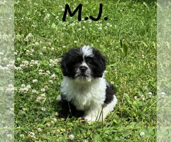 Medium Photo #1 Shih-Poo Puppy For Sale in HARTLAND, MN, USA
