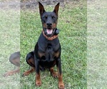 Small Photo #1 Doberman Pinscher Puppy For Sale in JUPITER, FL, USA