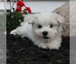 Small #2 Maltese
